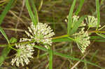 Green milkweed